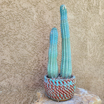 Cipocereus bradei - Double Head