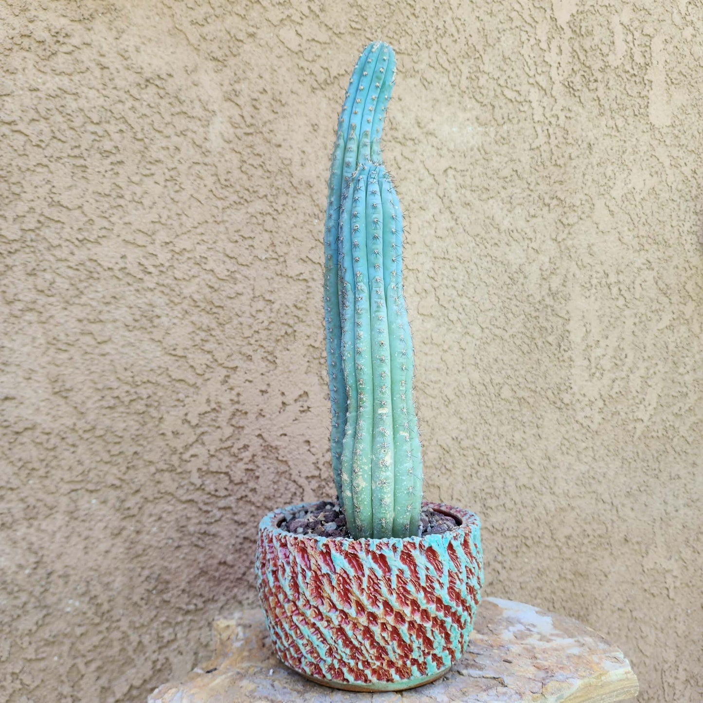 Cipocereus bradei - Double Head