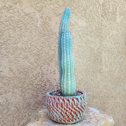 Cipocereus bradei - Double Head