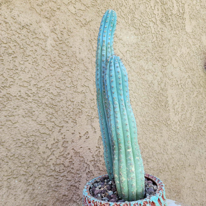 Cipocereus bradei - Double Head