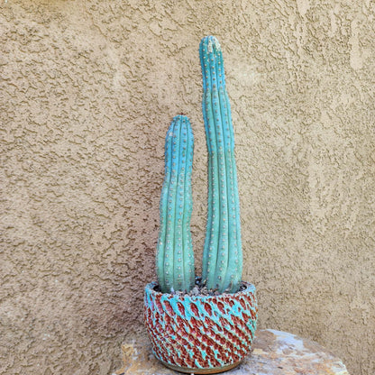 Cipocereus bradei - Double Head