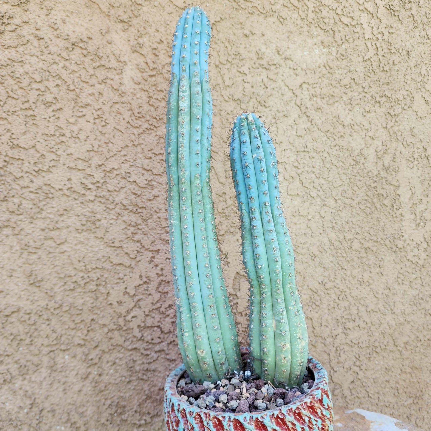 Cipocereus bradei - Double Head