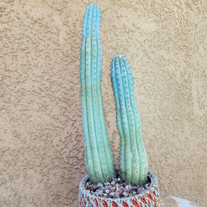 Cipocereus bradei - Double Head