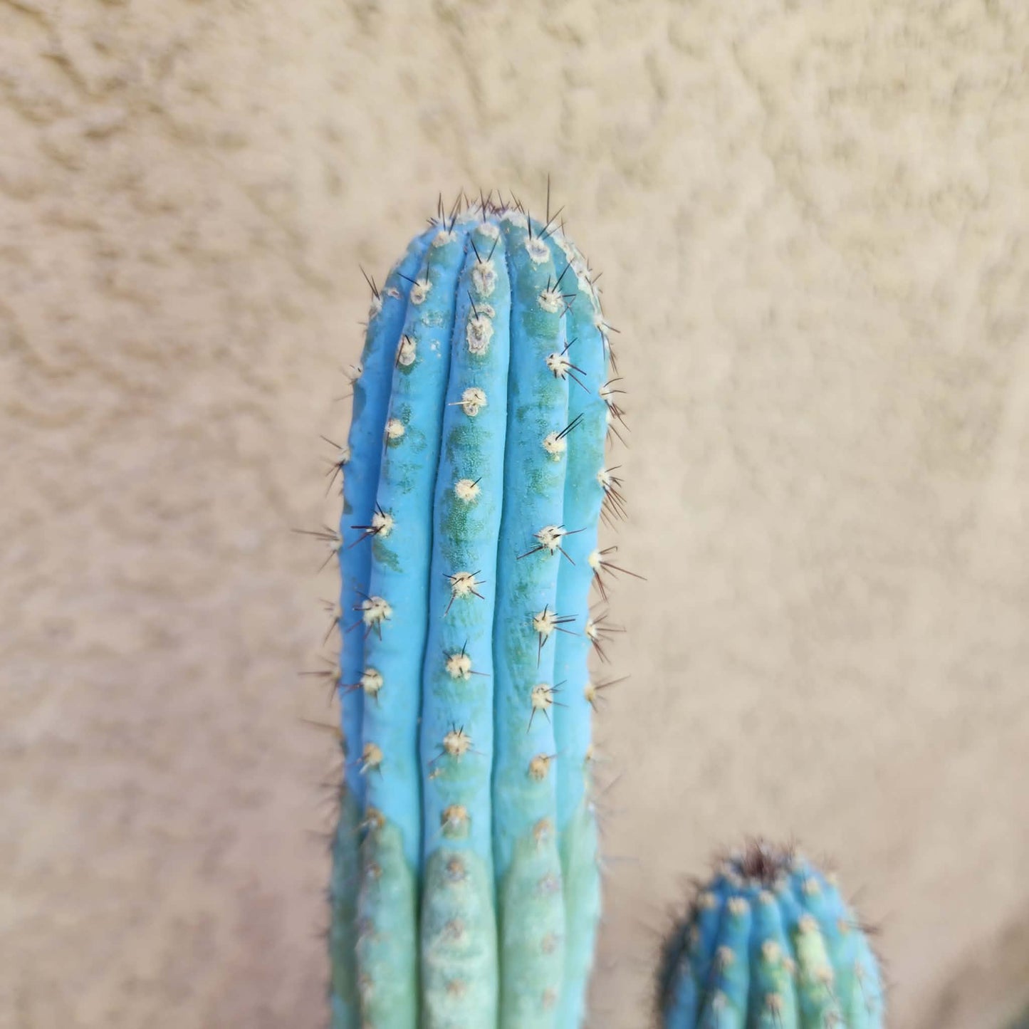Cipocereus bradei - Double Head
