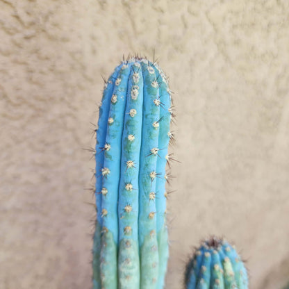 Cipocereus bradei - Double Head
