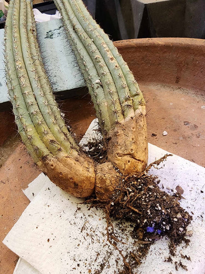 Cipocereus bradei - Double Head