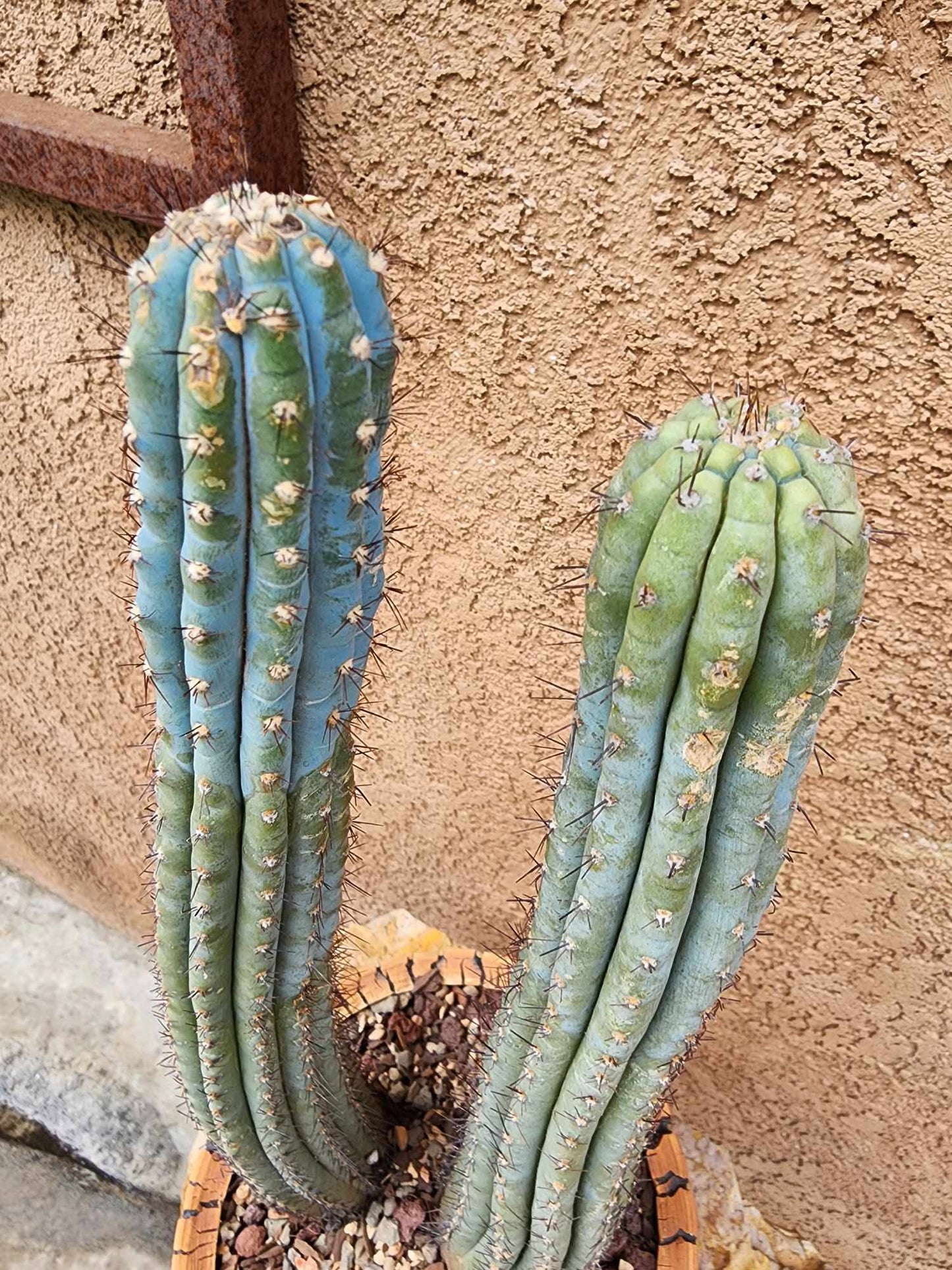 Cipocereus bradei - Double Head