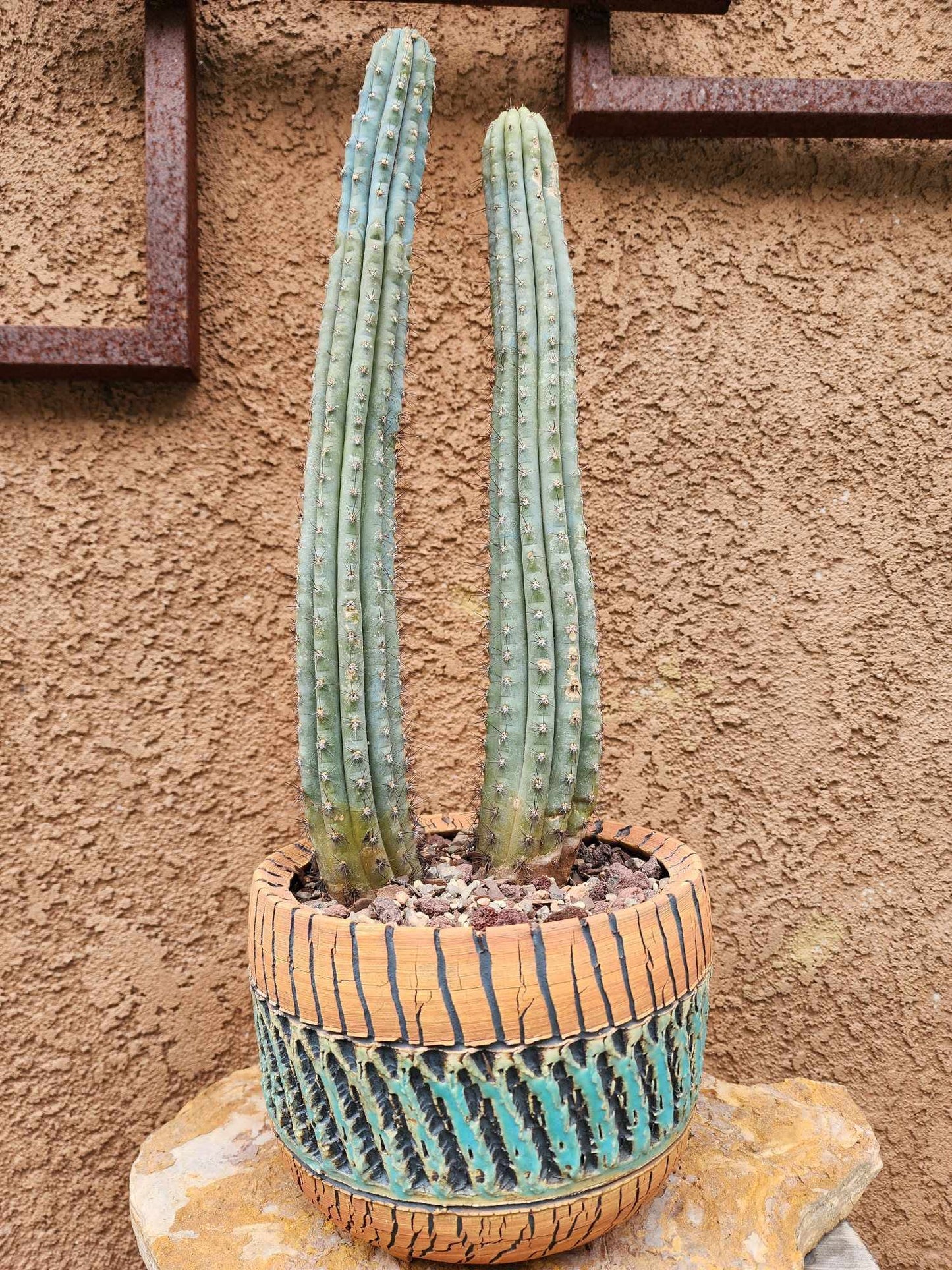 Cipocereus bradei - Double Head
