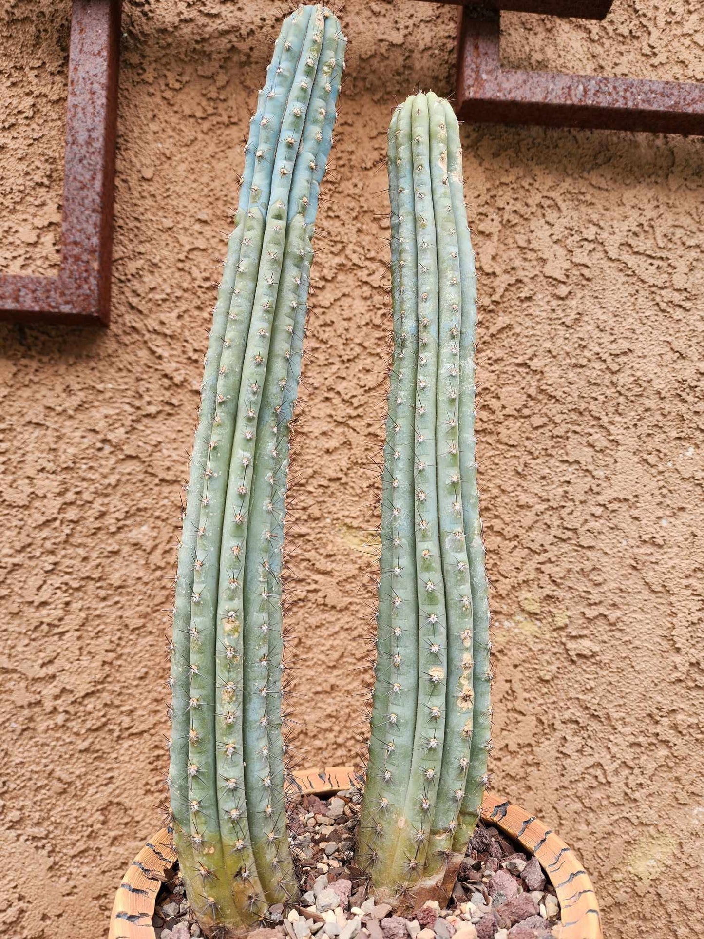 Cipocereus bradei - Double Head