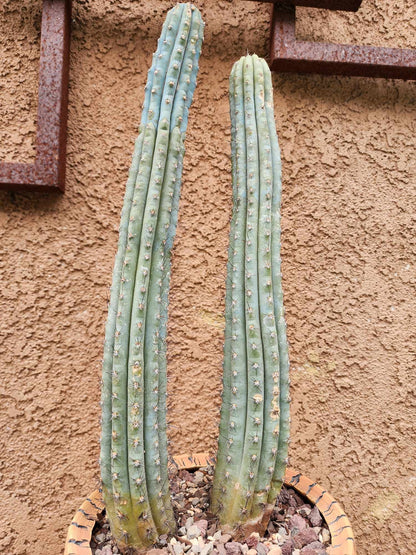 Cipocereus bradei - Double Head