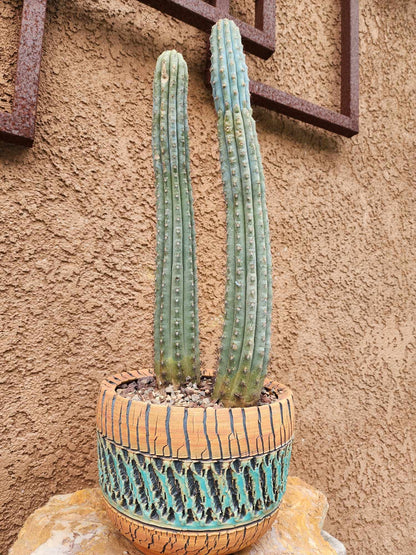 Cipocereus bradei - Double Head