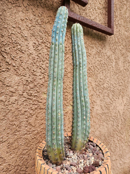 Cipocereus bradei - Double Head
