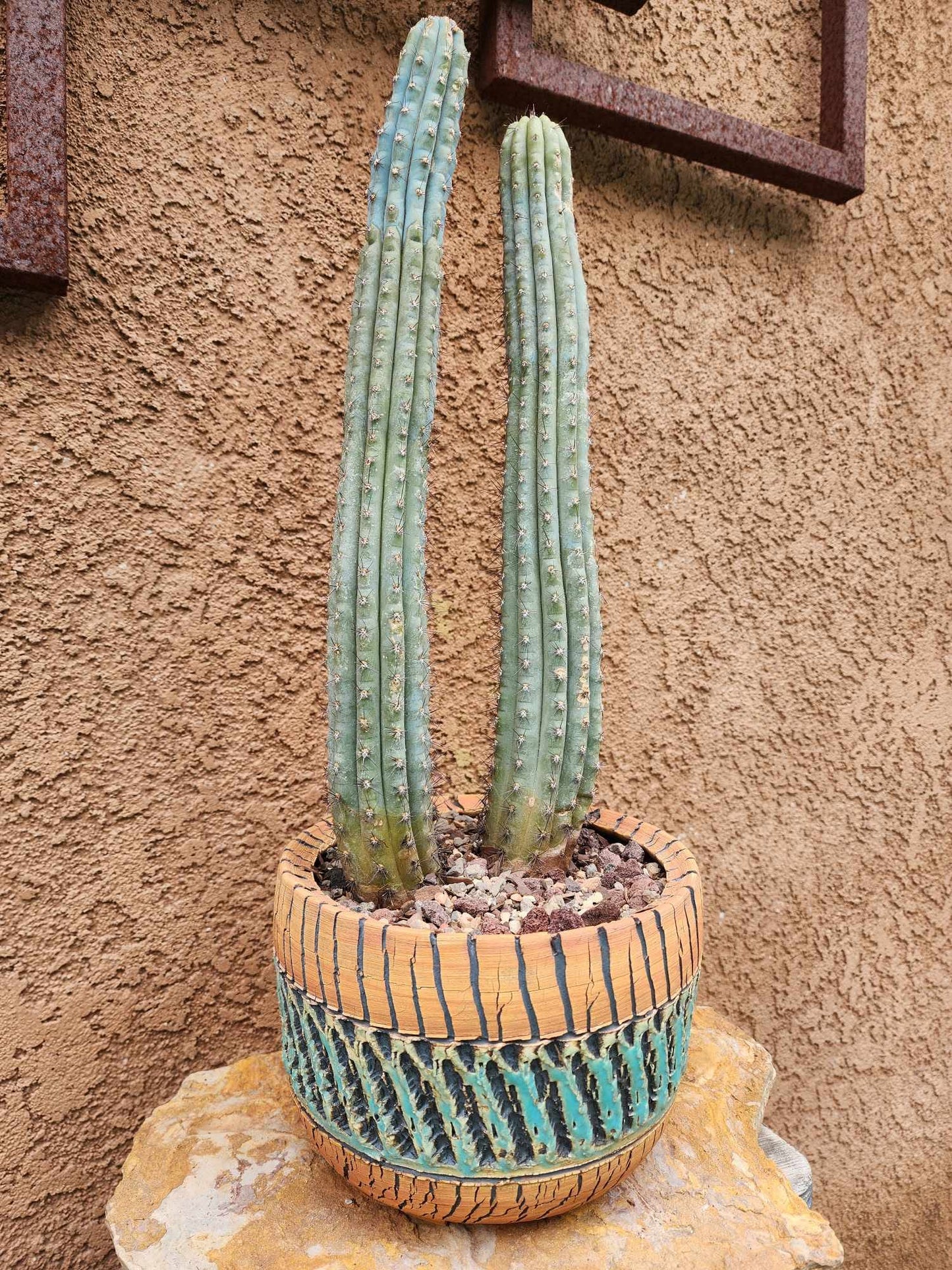 Cipocereus bradei - Double Head