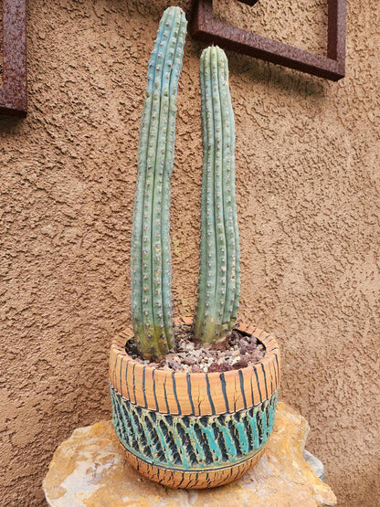 Cipocereus bradei - Double Head