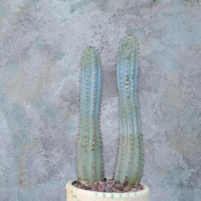 Cipocereus bradei - Double Head