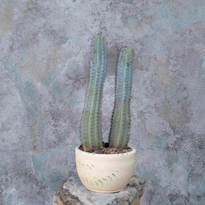Cipocereus bradei - Double Head