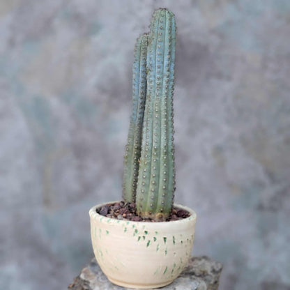 Cipocereus bradei - Double Head