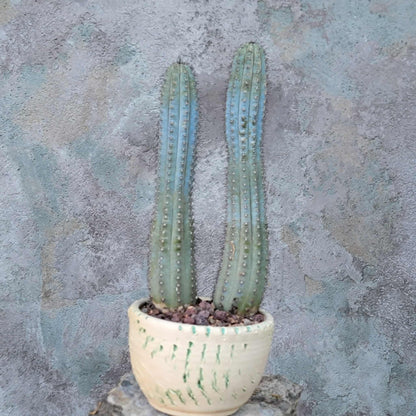 Cipocereus bradei - Double Head