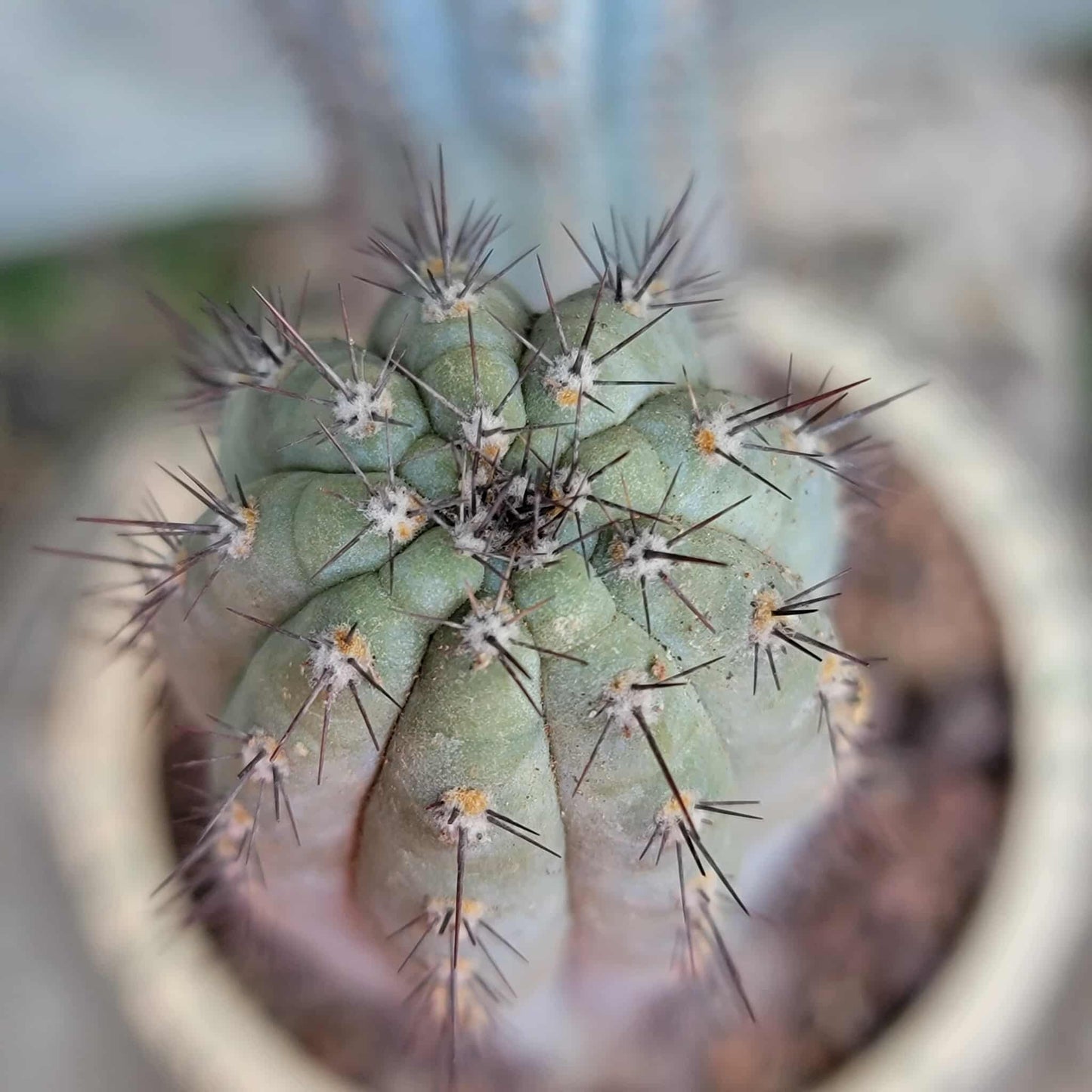 Cipocereus bradei - Double Head