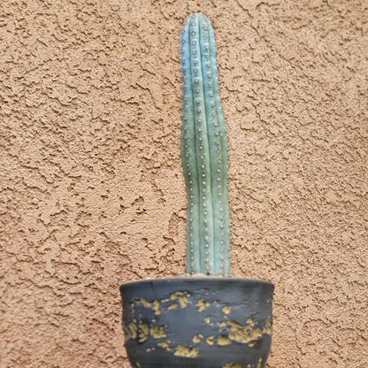 Cipocereus bradei - Single