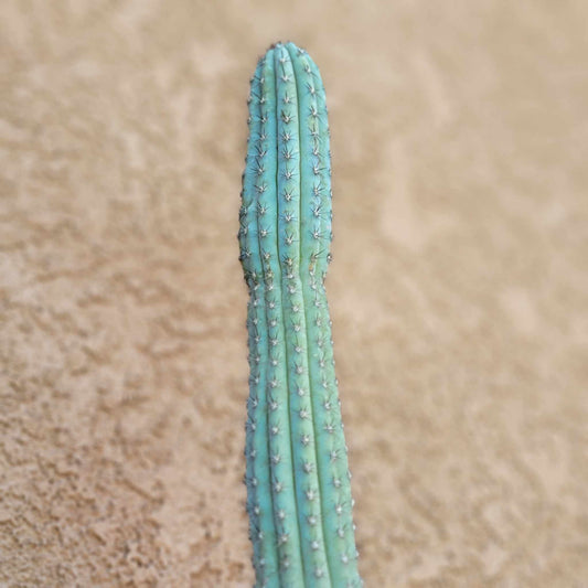 Cipocereus bradei - Single
