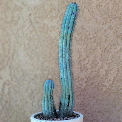 Cipocereus bradei - Triple Head