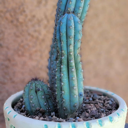 Cipocereus bradei - Triple Head