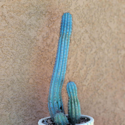 Cipocereus bradei - Triple Head