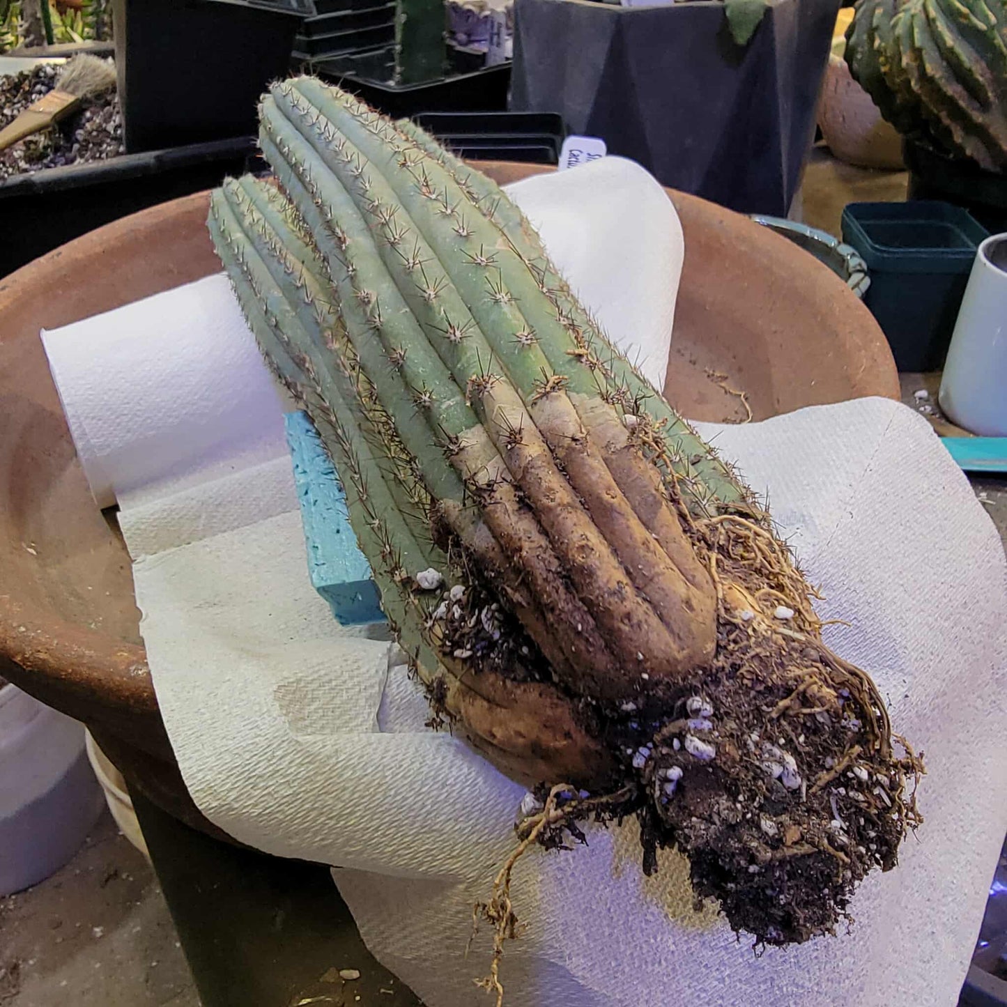 Cipocereus bradei - Triple Head