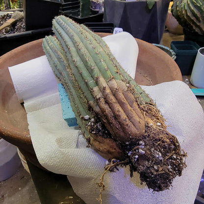 Cipocereus bradei - Triple Head