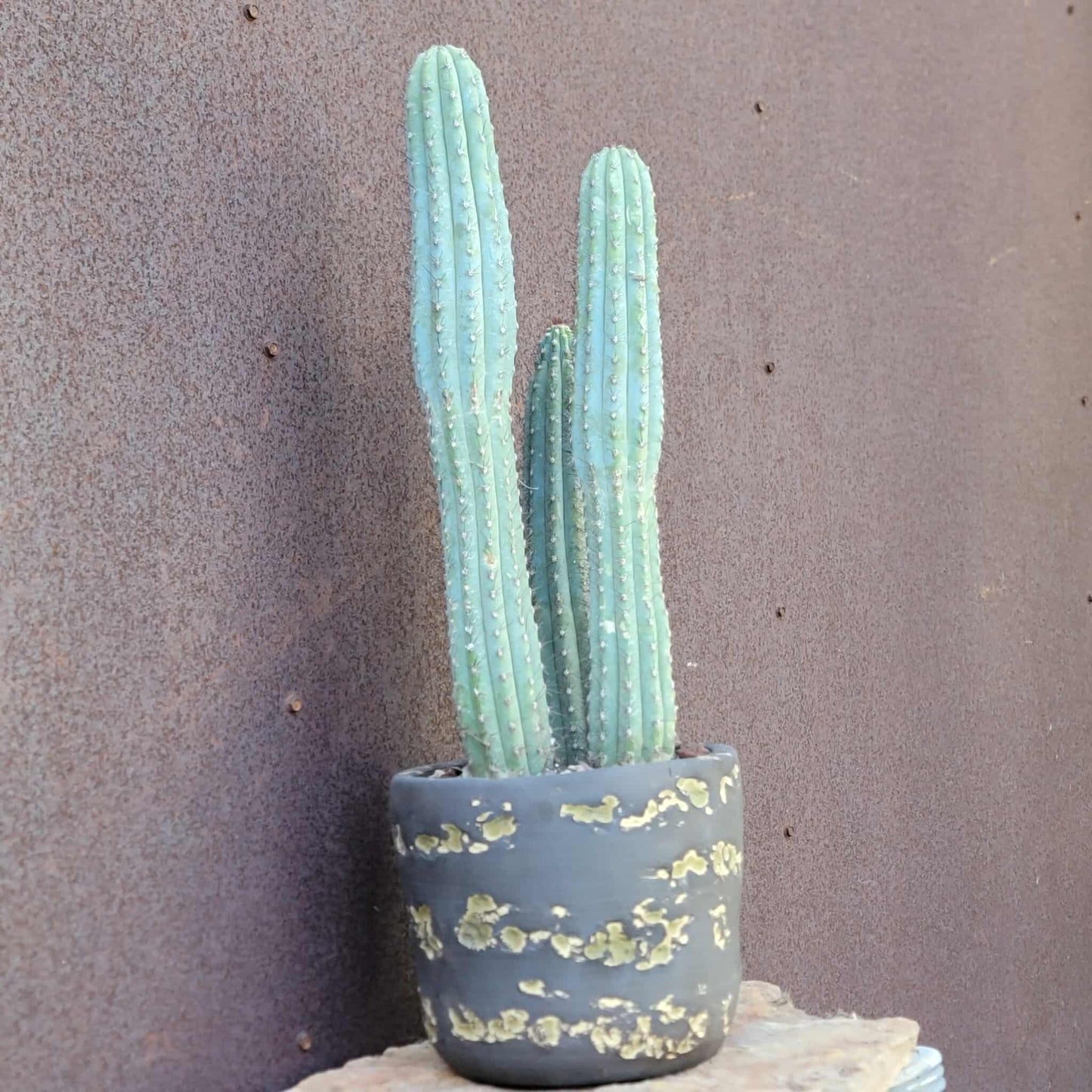 Cipocereus bradei - Triple Head