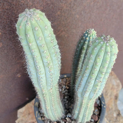 Cipocereus bradei - Triple Head