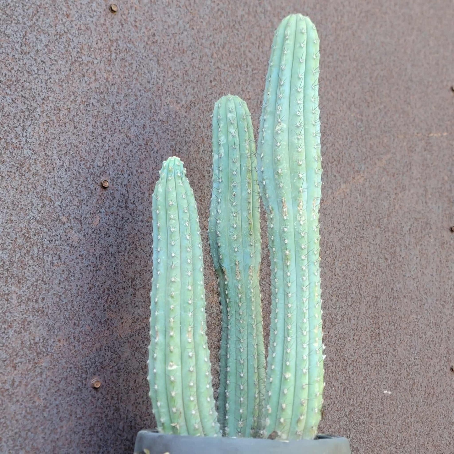 Cipocereus bradei - Triple Head