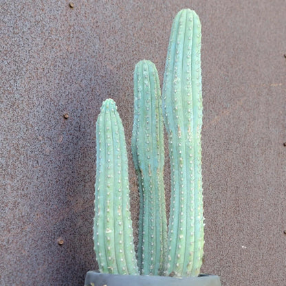 Cipocereus bradei - Triple Head