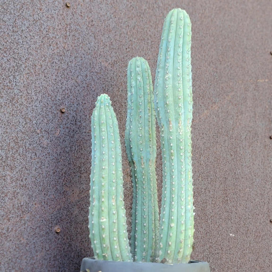 Cipocereus bradei - Triple Head