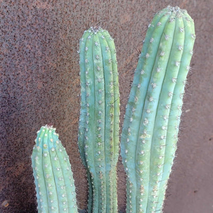 Cipocereus bradei - Triple Head