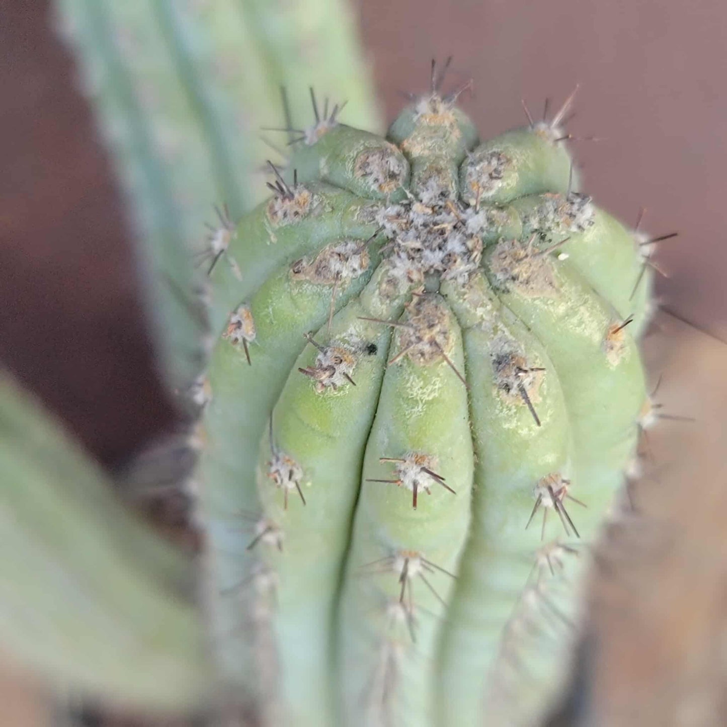 Cipocereus bradei - Triple Head