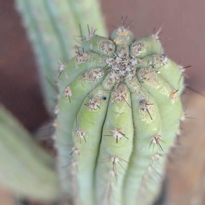 Cipocereus bradei - Triple Head