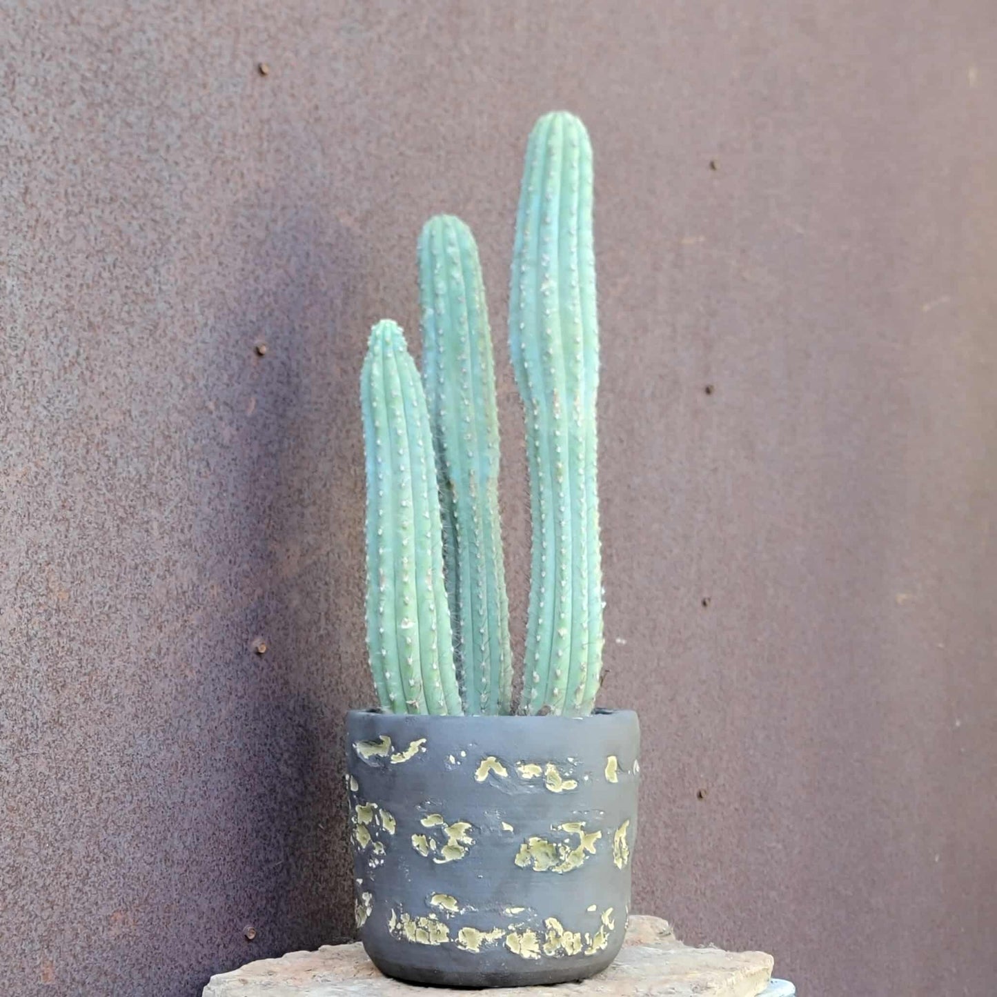 Cipocereus bradei - Triple Head