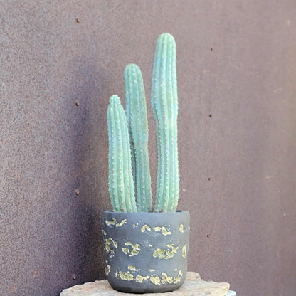 Cipocereus bradei - Triple Head