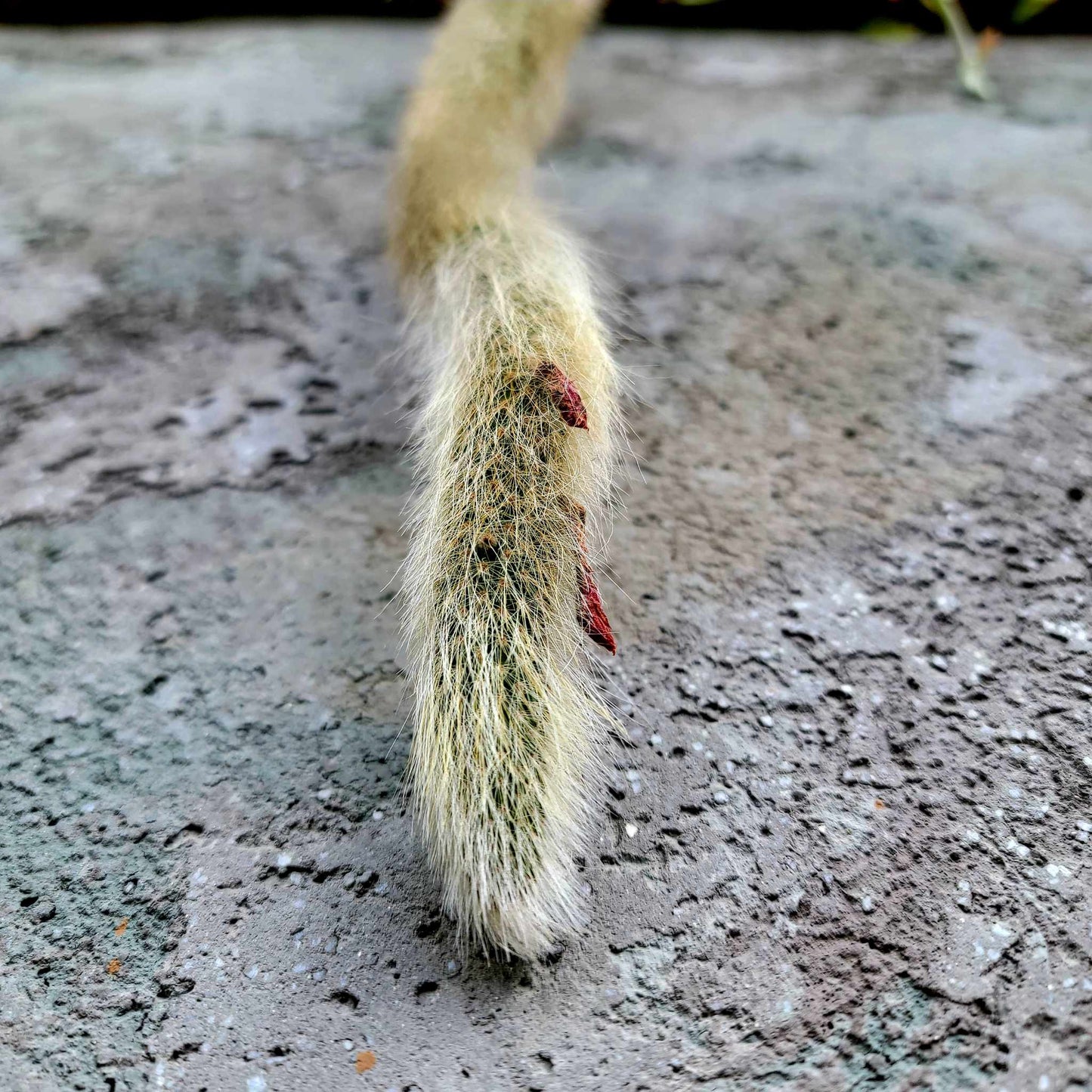 Cleistocactus colademononis - Monkey Tail Cactus