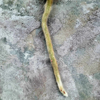 Cleistocactus colademononis - Monkey Tail Cactus