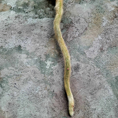 Cleistocactus colademononis - Monkey Tail Cactus