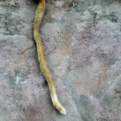 Cleistocactus colademononis - Monkey Tail Cactus