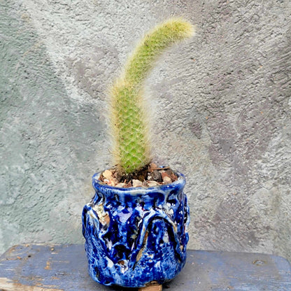 Terra Cotta Planter