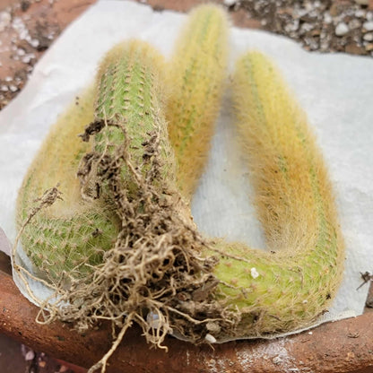 Cleistocactus colademononis variegata - Variegated Monkey Tail Cactus - Large Cluster