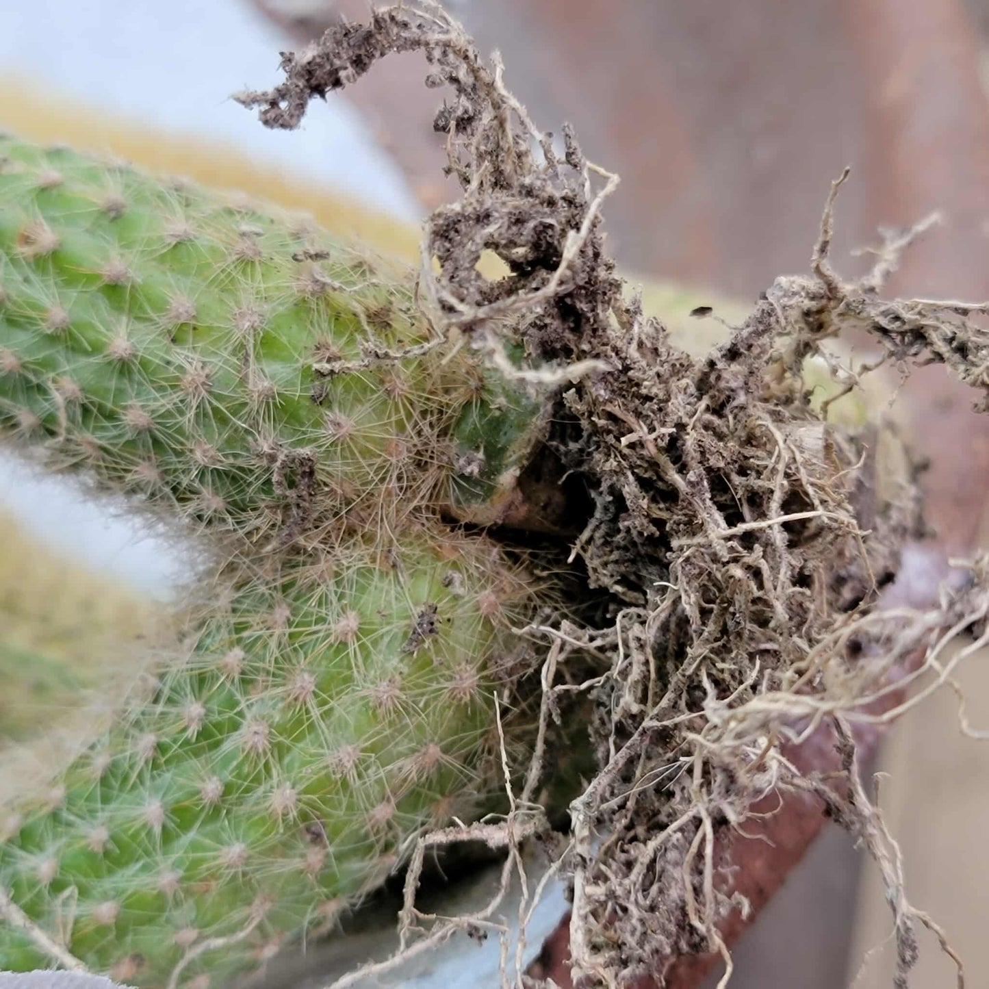 Cleistocactus colademononis variegata - Variegated Monkey Tail Cactus - Large Cluster