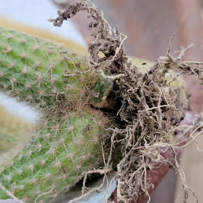 Cleistocactus colademononis variegata - Variegated Monkey Tail Cactus - Large Cluster