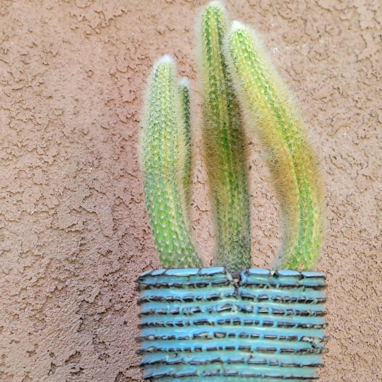 Cleistocactus colademononis variegata - Variegated Monkey Tail Cactus - Large Cluster