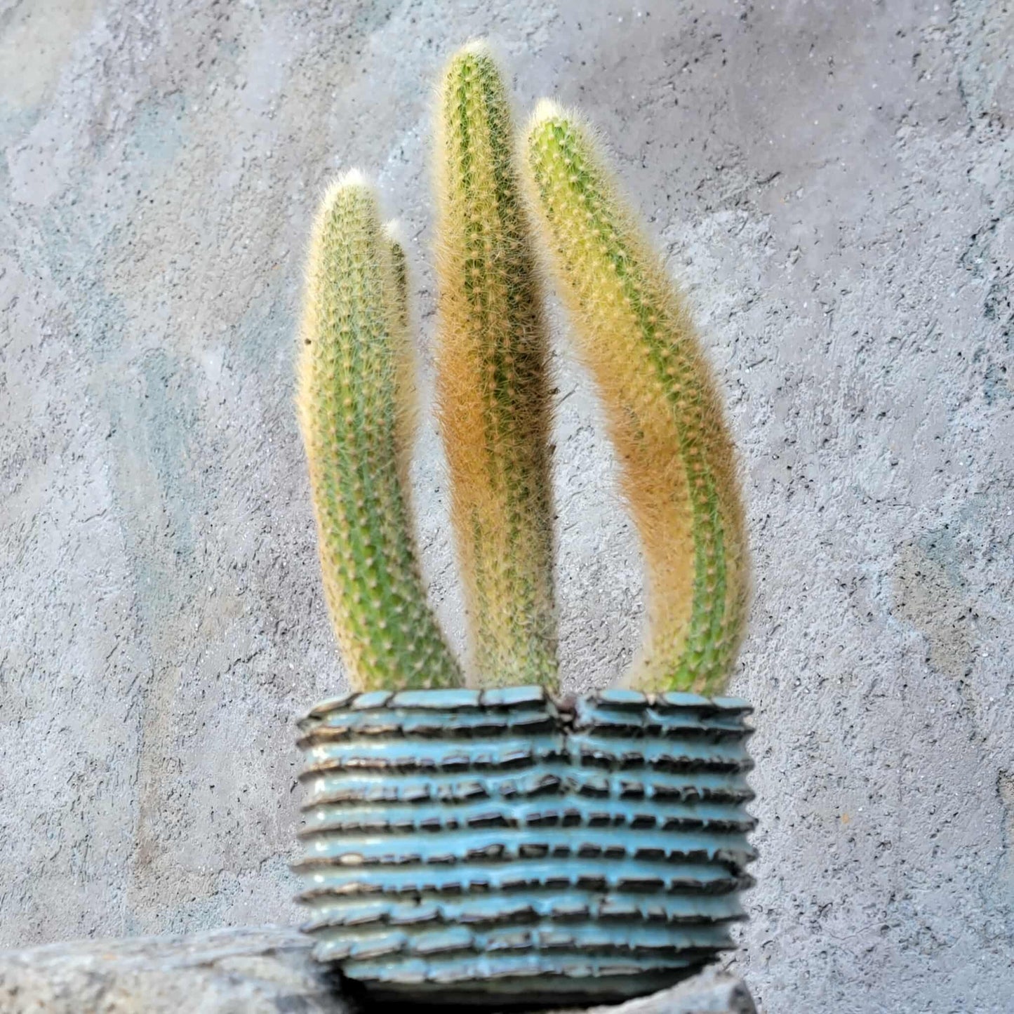 Cleistocactus colademononis variegata - Variegated Monkey Tail Cactus - Large Cluster